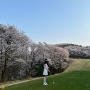 하나 PLAZA | 벚꽃 라운딩 플라자CC 용인 PLAZA CC 타이거 코스 골린이 추천 후기