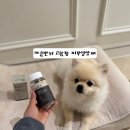 [강아지 피부 영양제 추천] 4살 포메 땡구 실제 급여 후기, 피부 관리 시작
