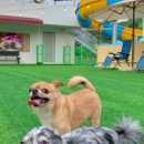 더슈나애견펜션 이미지