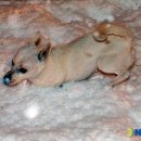 강아지 세상 이미지