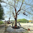 아보리스트 1급 자격증 과정 이미지