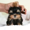 캐터리 플러스 이미지