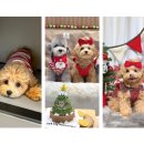 오프독 반려견 종합교육문화센터 이미지