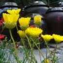 꽃들의 미소 이미지