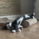 루나모스 이미지