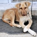 더쿠치