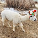 즐거운목장 | 가평 가볼만한곳 추천! 산타 알파카 만난 감성 힐링 스팟 ‘가평 양떼목장’ 방문 후기