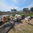 포멀독 반려견센터 이미지