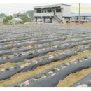 에스농장 이미지