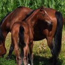 지평선한우명품관 이미지