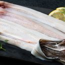 바다장어 이미지