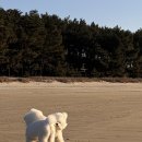 해저터널 | 충남 보령 애견동반 캠핑장 차박 후기｜원산도 소록도 야영장 (+해저터널)