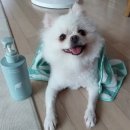 콤마바이 | 향기 좋고 순한 강아지 아토피 샴푸 아이오콤마 후기