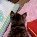 꽃냥이 이미지