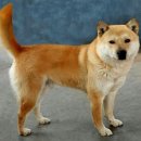 신비의바닷길민박 이미지