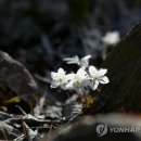 바람꽃 연합뉴스