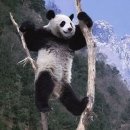 팬더 이미지