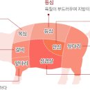 고기가고기가