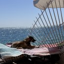 제이슨 | 다합 수영하기 좋은 식당 제이슨 가격 및 식사후기