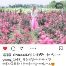 배롱나무vs블랜드미카페 이미지