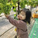 현화농장 | 어린이집 체험활동기록 포도따기,고구마캐기,어린이교통공원 첫 학부모도우미