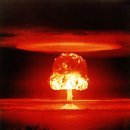 보니더펫 이미지