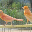 카나리아 이미지