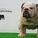 경기켄넬 이미지