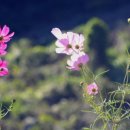 곰배령 길목에서 이미지