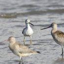 유부도의 청다리도요사촌(Nordmann's greenshank) 이미지