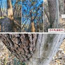 제914회차 2/4 남해 창선도 대방산 산행 예약 신청(삼천포항경유) 이미지