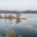 북한강의 철새 이미지