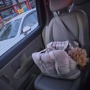 행복펫 | # 행복한펫택시 이용 후기 🐶🚕