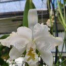 Cattleya mossiae fma s/a amoena &#39;Samantha &#39; 이미지