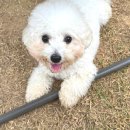 애견천국 | 🌳 ‘이곳’ 모르면 진짜 손해💦 : [일산 대형 애견카페] 피터 펫츠 후기🐾 반려견 천국이 따로 없어요!