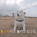 뚱댕 이미지