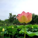 숲내음