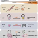 Re: Reprogramming the Epigenome With Vitamin C 이미지