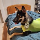 8월의 강아지 이미지