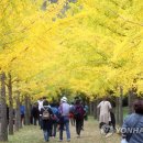 은행1리 이미지