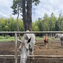 상진 목장 이미지