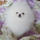 화이트 링고폼 이미지