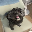 댕모아 | 서울대입구 강아지 수제 생일케이크 :: 댕모아, 주문제작 내돈내산 후기