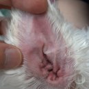 청북햇살 동물병원 이미지