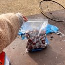 (사)익산시장애인부모회 | 2026년 공주 군밤 축제 방문 후기 [찐 리얼 후기임] 광고 아님