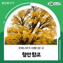 함안향교 | 함안향교 은행나무가 아름다운 곳, 산책하러 오세요