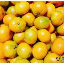 맛쟁이농장