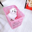 까까몽 애견미용실 이미지