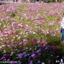 코스모스민박 이미지