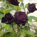 사제보건진료소 이미지